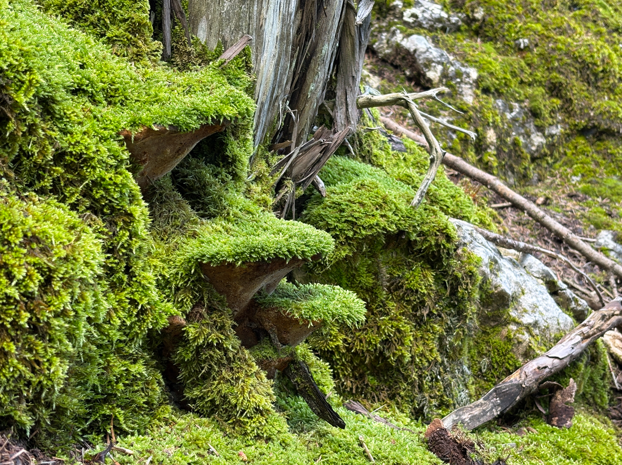 Field photograph 3